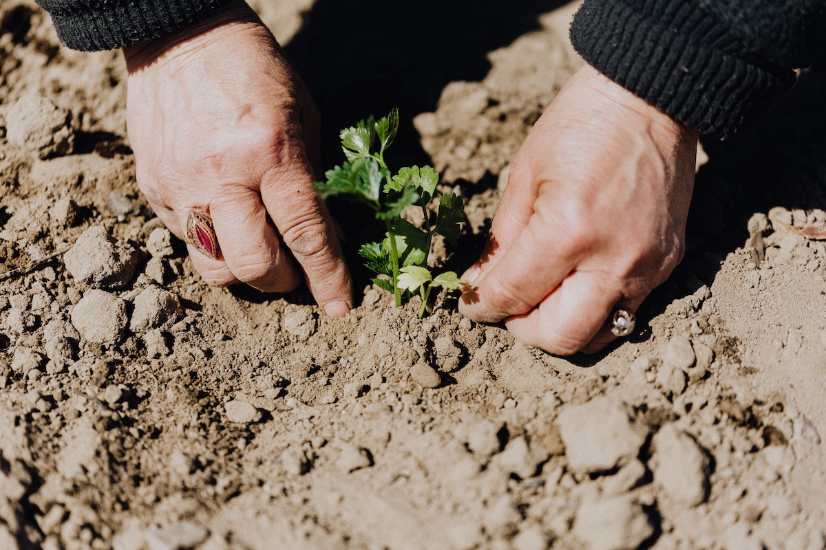 Crop Photo Of Person Planting Seedling in Garden Soil