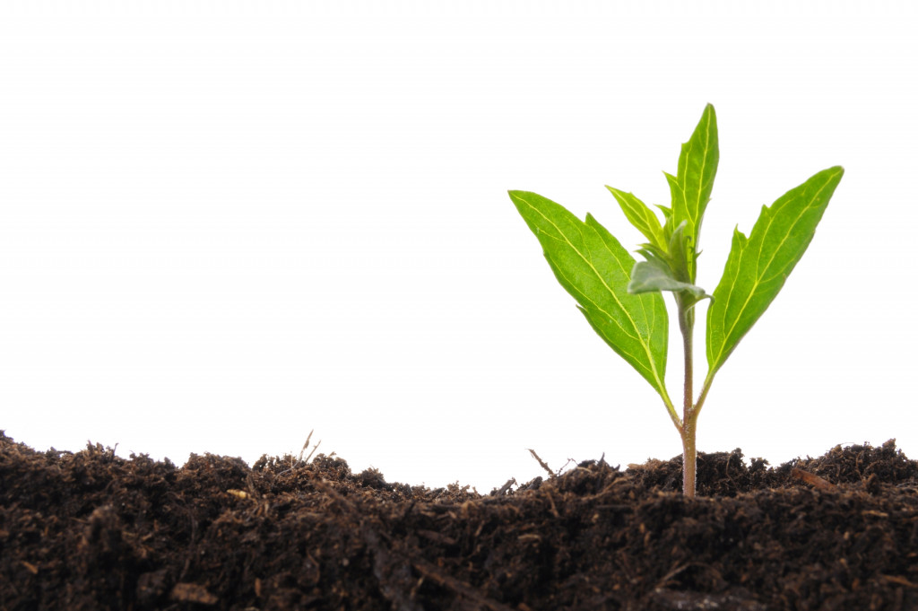 An image of soil with a seedling