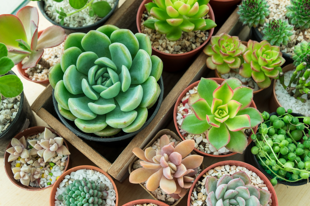 succulent plants in different pot shapes