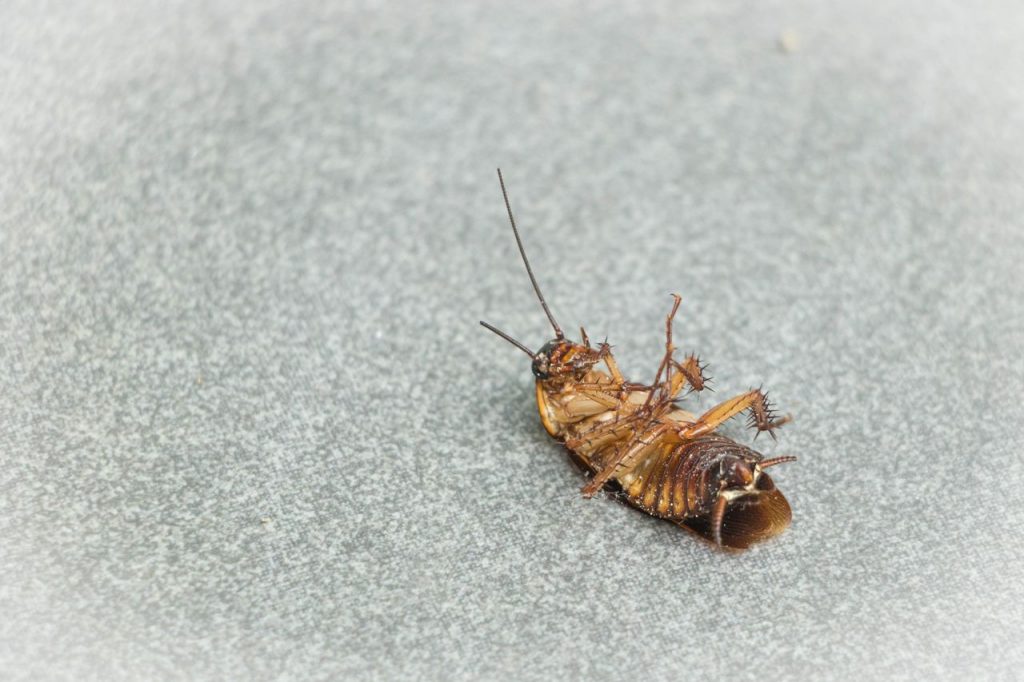 How Is Cockroach Control Done?