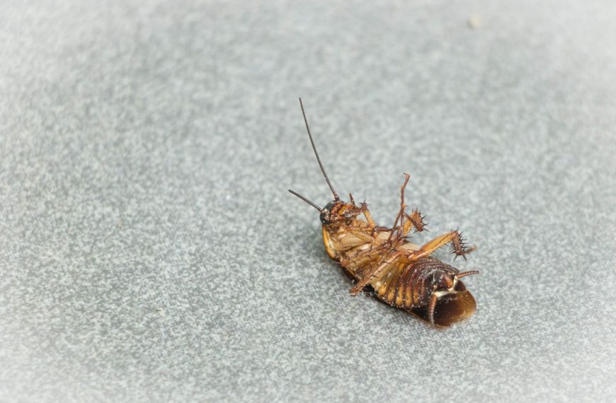 How Is Cockroach Control Done?